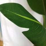 Artificial Realistic Plant Canna Tree