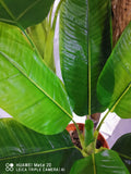 Artificial Realistic Plants